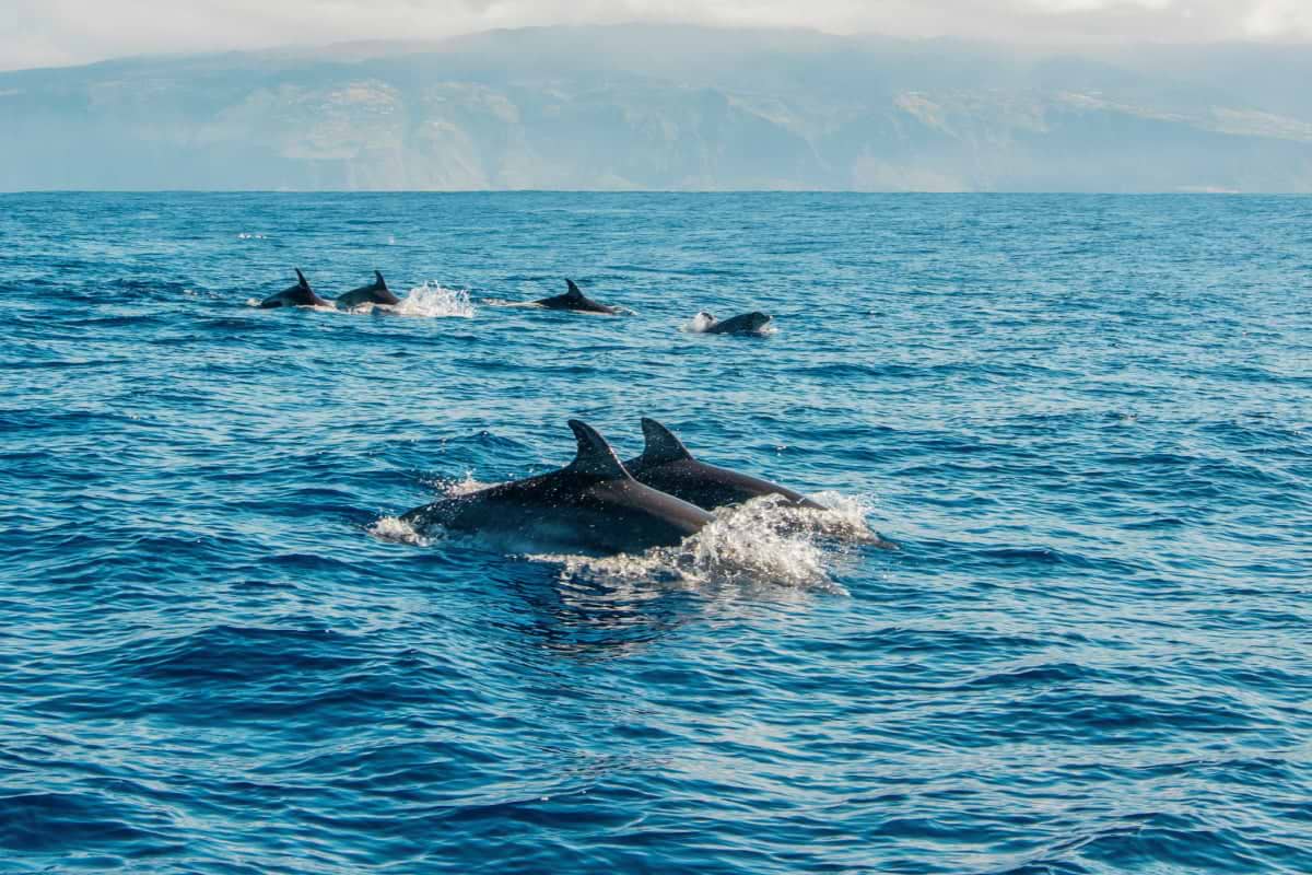 Funchal Whales n Tales in the Waters of Madeira
