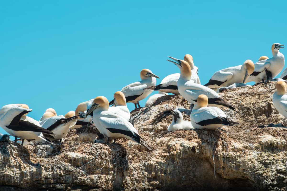 Cape Kidnappers Views & Sea Birds