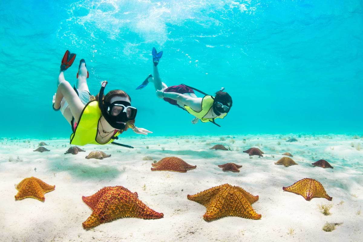 Starfish, Shipwreck, & Coral Reef Snorkel