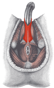 Bulbospongiosus Male