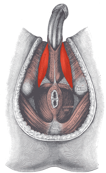 Ischiocavernosus male 