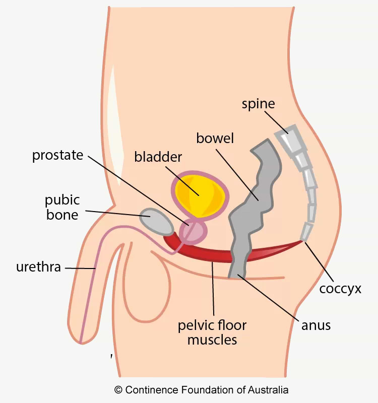 male pelvic floor