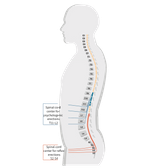 the erectile control centers in the spinal cord