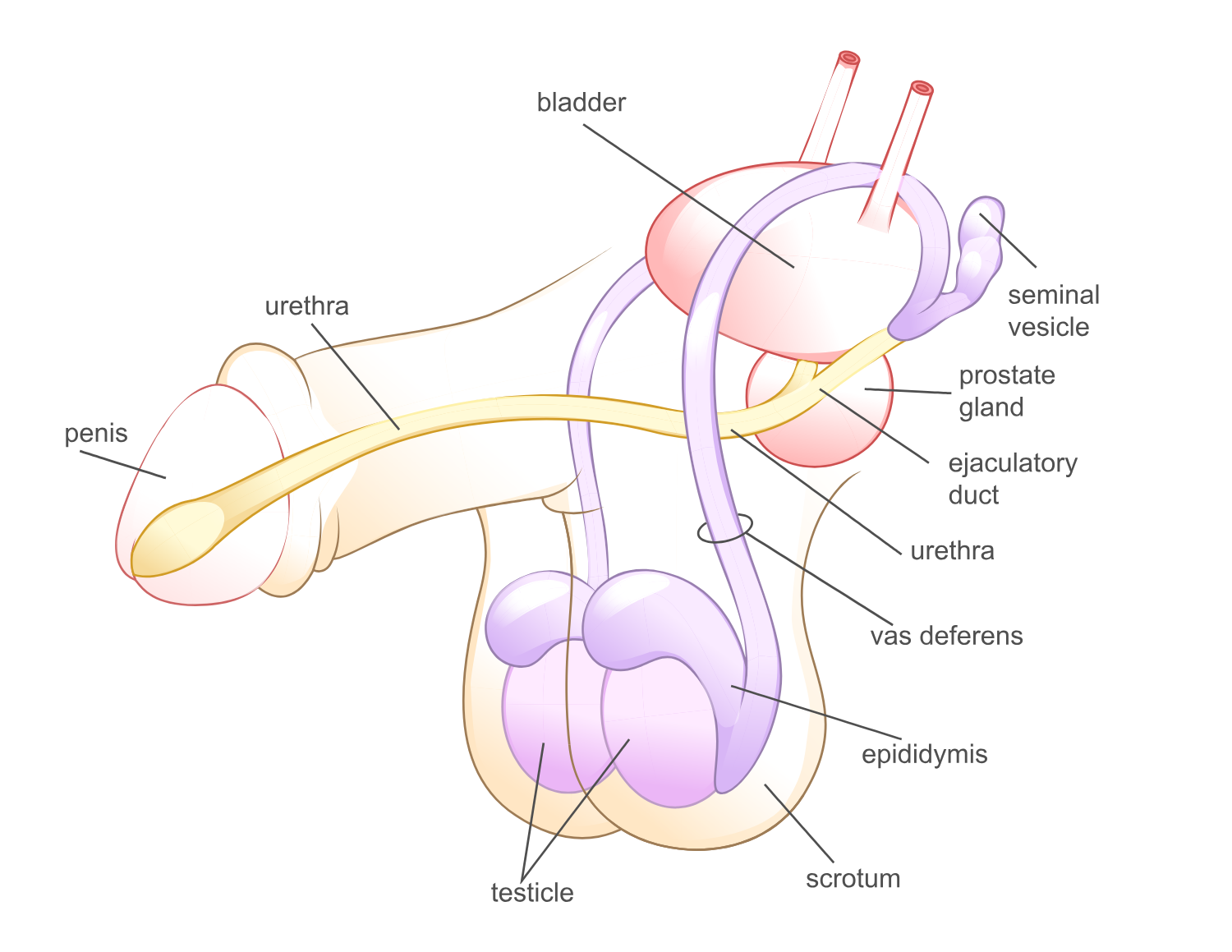 Male Reproductive System Illustration