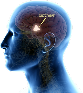 ההיפותלמוס - הגורם במוח שאחראי על הגירוי המיני