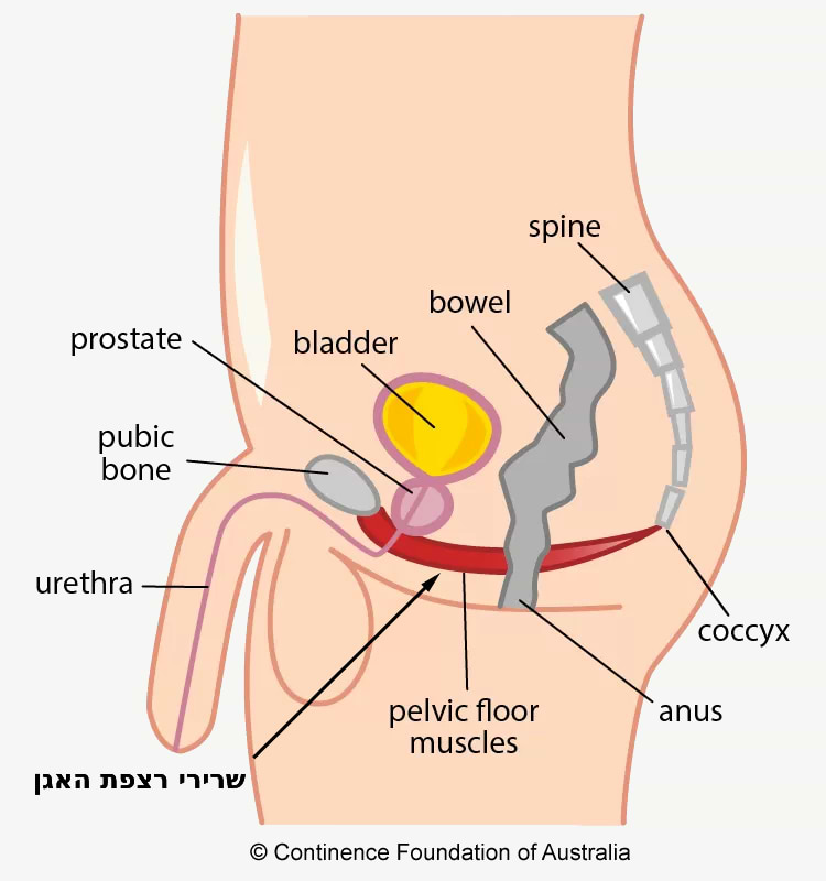שרירי רצפת האגן