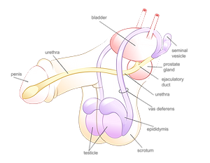 Male Reproductive System Illustration