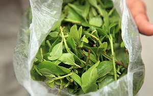 Khat – does it actually affect male sexual performance?