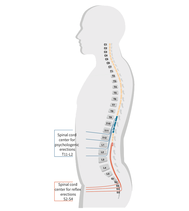 the erectile control centers in the spinal cord